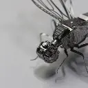 DRAGONFLY 5.webp