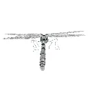 DRAGONFLY 7.webp