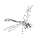DRAGONFLY 1.webp