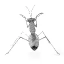 MANTIS 2.webp
