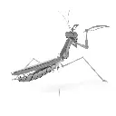 MANTIS 3.webp