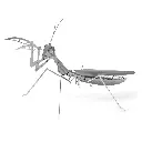 MANTIS 1.webp