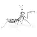 MANTIS 4.webp
