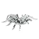 Spider 1.webp