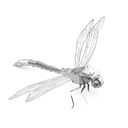 Libelula